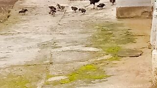 Anak ayam turun seribu