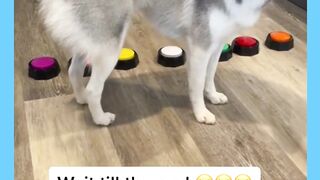 This Dog Is Very Good