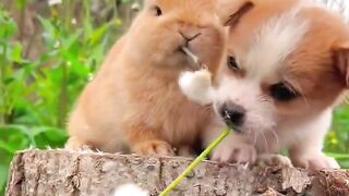 FUNNY ANIMALS