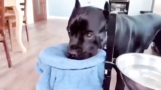FUNNY ANIMALS
