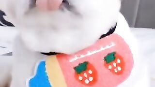 what a cute thing