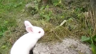 Amiguinhos fofos se divertindo