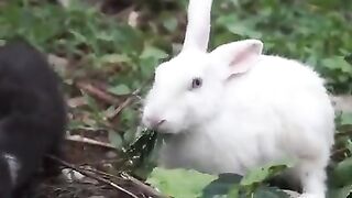 Coelhos fazendo uma boa refeição à base de vegetais