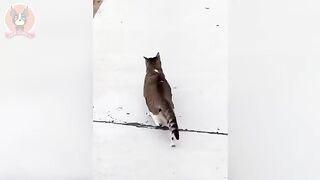 Funny Animals 2022 - Cute Dogs and Cats Doing Fun Things