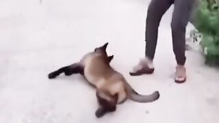 Funny moments #funny #funnyshorts #viral #memes #comedy #shorts