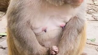 Mãe macaco