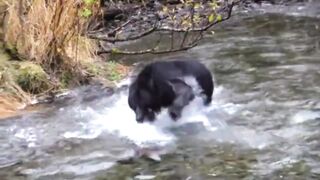 Jungle bear playing in the water