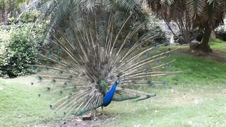 Peacock beauty