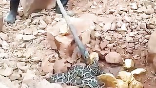 Snake video