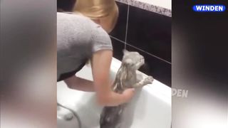 Говорящие коты!???? Лучшая подборка
