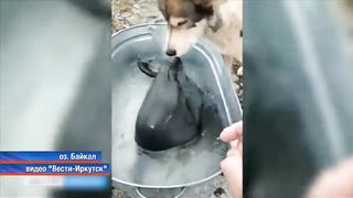 Спасла нежностью! Собака вернула к жизни детёныша нерп