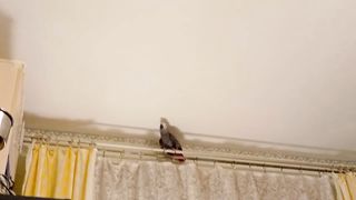 Попугай Дашка читает стихи Пушкина - Сижу за решёткой в темнице сырой.