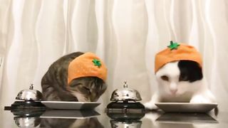 Забавные кошки_ смех до слез