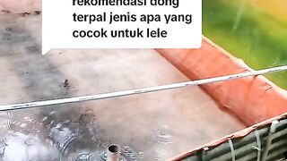 Rekomendasi TERPAL untuk budidaya ikan lele