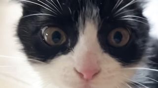 Eu amo esse gato de todo o coração. Ele torna meu dia melhor, mesmo que algo horrível tenha acontecido