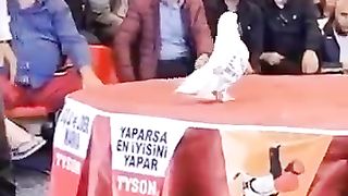 Kabuter ki video