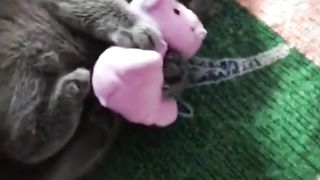 Toys cannot be borrowed