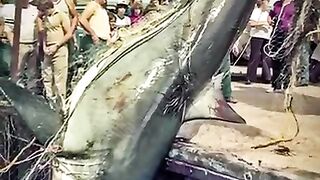 Ghost shark