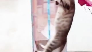Cat sport