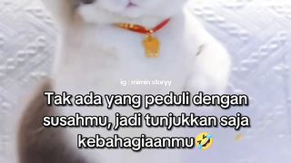 Dance cat