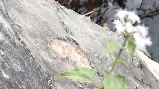 Mouse and Frog...