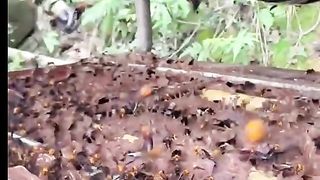 Amazing videos vol 479