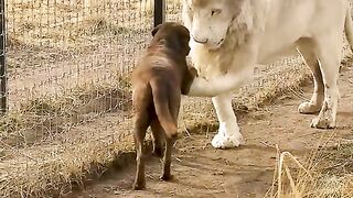 Cute Lion Gives Smooches to puppy's paw
