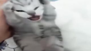 Dramatic Cat