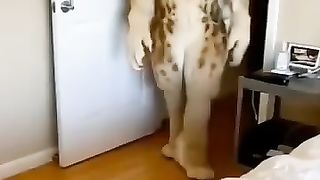 funny videos of Pja
