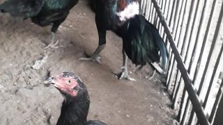 Chicken