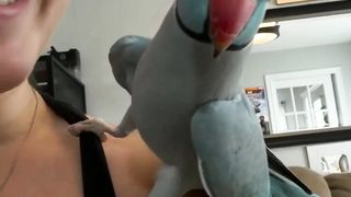 Parrot video...
