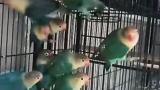 par blue simple  quality birds #parblue #simple  #quality #birds