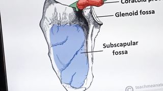 SCAPULA -  شانے کی ھڈی
