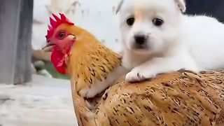 O cãozinho e a galinha