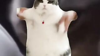 dance mix , funny cats