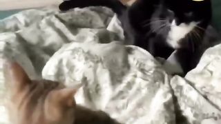 Funny animals hub,funny animals club youtube,, funny animals dancing funny animals fighting