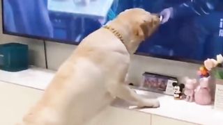 Funny cats and dogs are always amusing