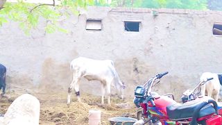 Y mahoul aj b dil ko taskeen dyta h