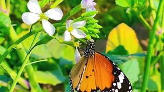 Amazing Butterfly | Color of NATURE | Relaxing Video | #febspot