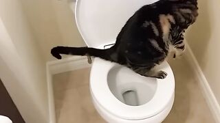 Cat using toilet and Flushes 1/2