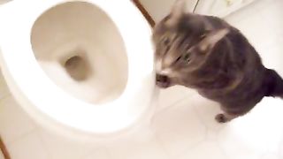 cat who likes to watch the toilet flush
