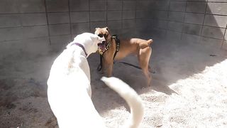 Dogs playing