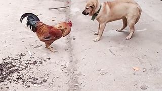 Rooster vs dog