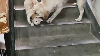 Dog vs Cat fight