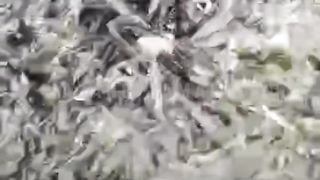 Pakan alternatif untuk ikan lele hasil analisis dan kreativitas