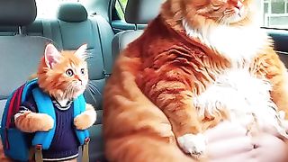 Cat_cute_#cute_#cat
