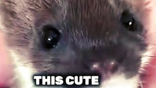 Weasel :Do i look like a human?