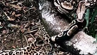 #Animal  loine , snake fight #