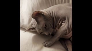 Sphynx cat