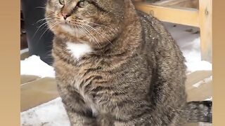 Kucing salju